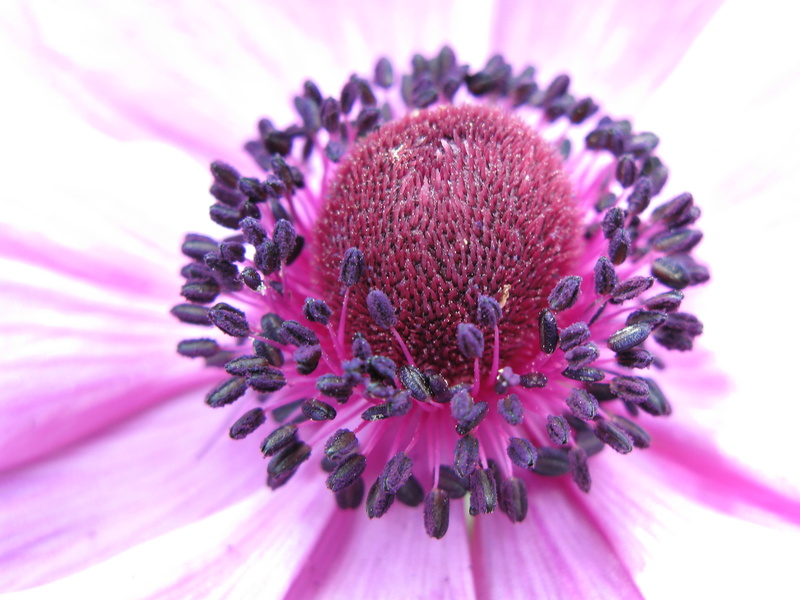 プル, Flower, anemone, coronaria, Anemone  coronaria, nature, hi  res, 2K, 牡丹, high, はな, 紫, Group, Echinacea, Anemone coronaria, 精細, パ, むらさき, G7, NO LIMITS