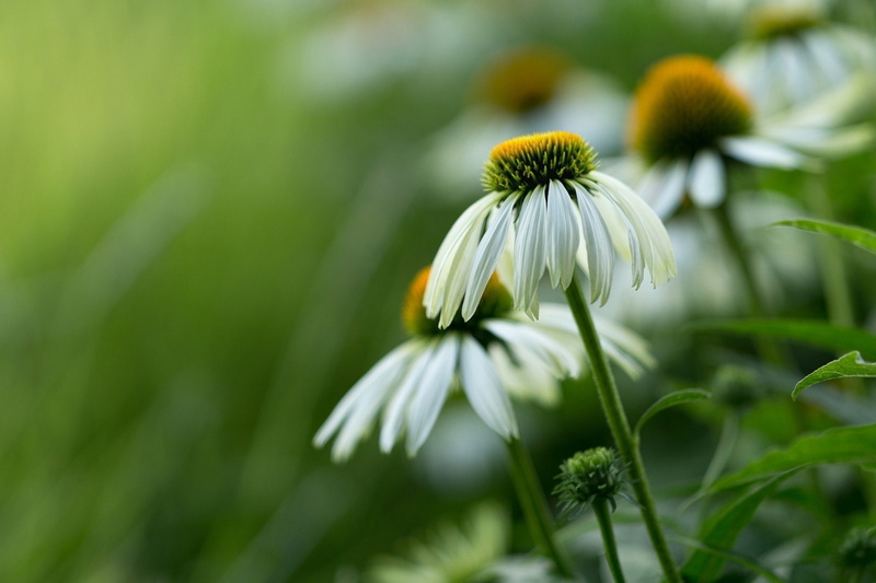 Flower, Daisy, White Flower, Echinacea, Macro, Flowers, 1080P