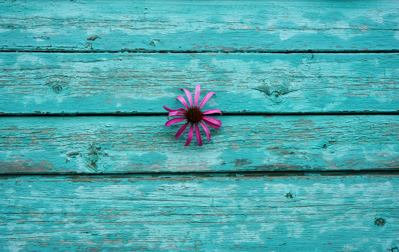 background, flowers, at least, 5K, wall, minimalism, Echinacea, Board, flower