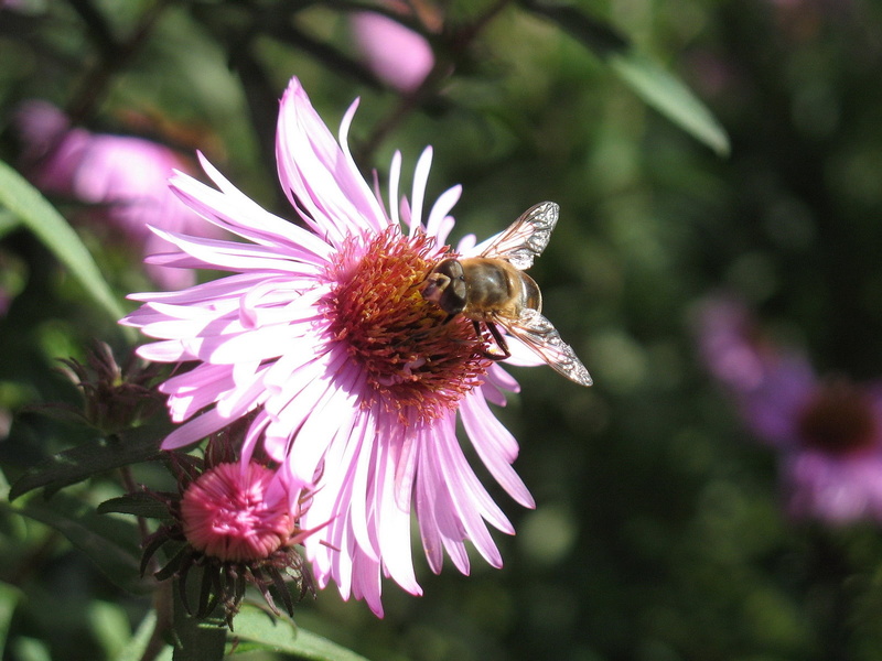 bee pollination, flowering plant, outdoors, animal themes, echinacea, flowerbed, one animal, insect, honey, animal, summer, no people, vulnerability, purple