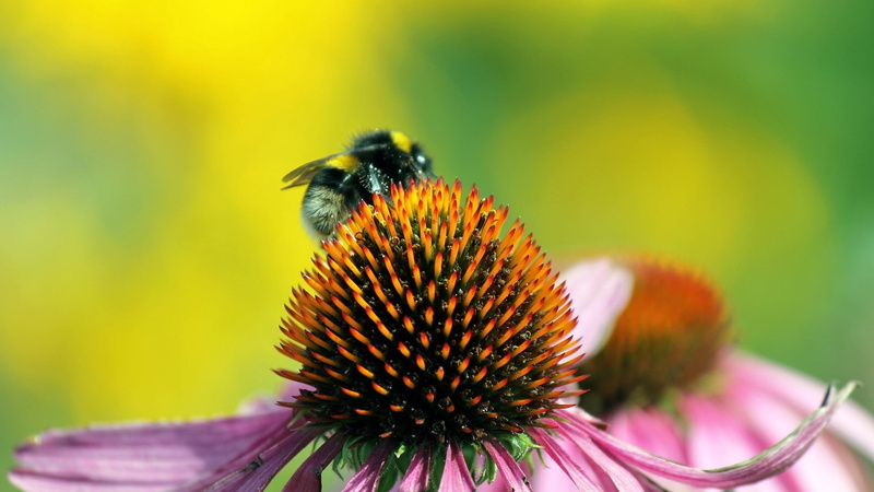 invertebrate, bumblebee, yellow, echinacea, no People, thistle, flowering plant, bee, close-up, honey, focus on foreground, freshness, insect, nature, outdoors