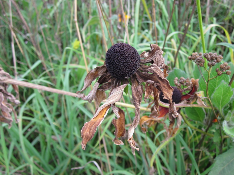green color, echinacea, bloom, field, close-up, brown, dry, growth, land, food, no people, leaf, wildflower, blossom, beauty in nature, animal wildlife