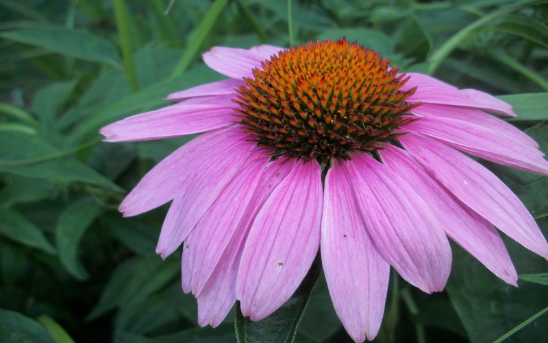 purple, sunflowers, echinacea, herbaceous, like, attract, plants, numerous, look, 2K, flower, peppercorns