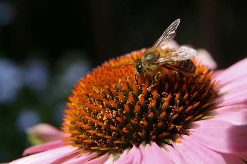 insect, freshness, outdoors, bee, close-up, animal wildlife, invertebrate, close up, beauty in nature, honey bee, petal, flowering plant, no people, flower