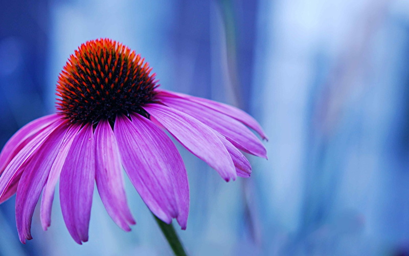 summer, flower, herbaceous, 2K, purple, perennial, lilac, plants, petals, bloom, echinacea