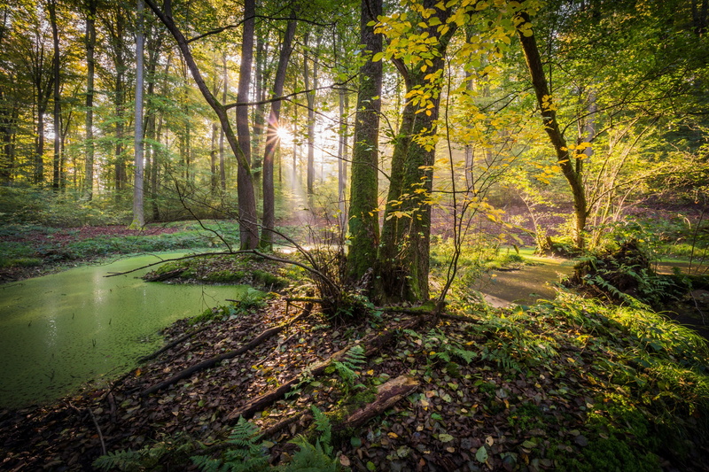 non-urban scene, tranquil scene, outdoors, idyllic, tree, woodland, scenics - nature, no people, day, 4K, forest, water, change, nature, tree trunk, sunlight