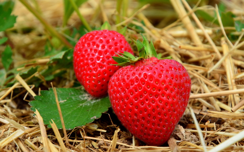 growth, strawberry, strawberry hq image, day, wellbeing, no people, fruit, field, nature, agriculture, berry fruit, freshness, ripe, red, food, 2K, close-up