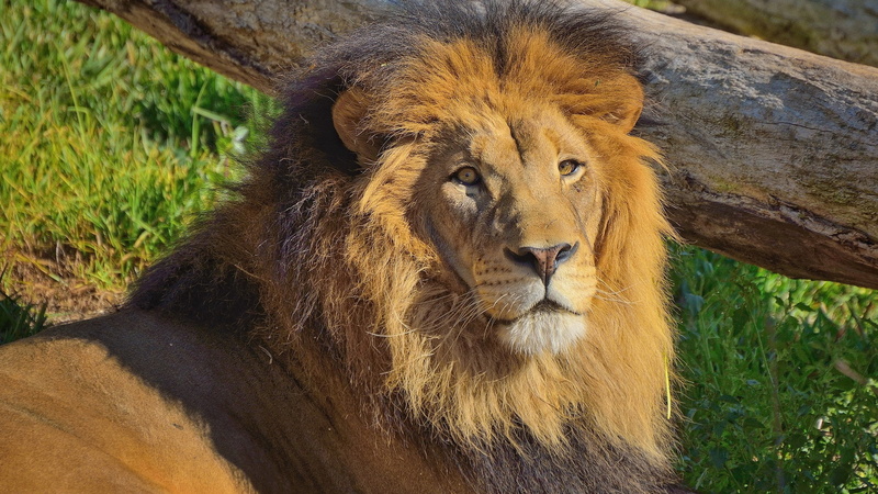 nature, animal head, animal themes, male animal, outdoors, hq res lion image, one animal, lion - feline, feline, vertebrate, carnivora, no people, animal wildlife