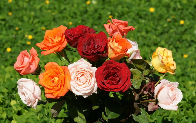 drop, celebration, leaf, flower, rose - Flower, 1080P, decoration, vulnerability, freshness, summer, flower arrangement, beauty In Nature, flowering plant