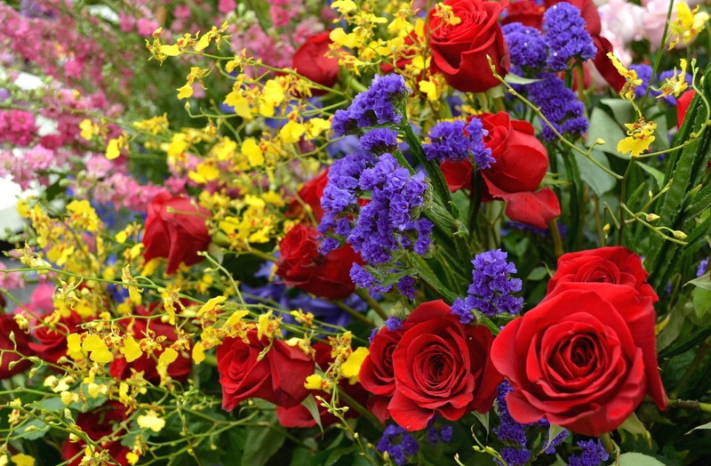 beauty in nature, flowering plant, rose, plant part, bouquet, bunch of flowers, inflorescence, multi colored, flower, Sharpness, red, no people, rose - flower