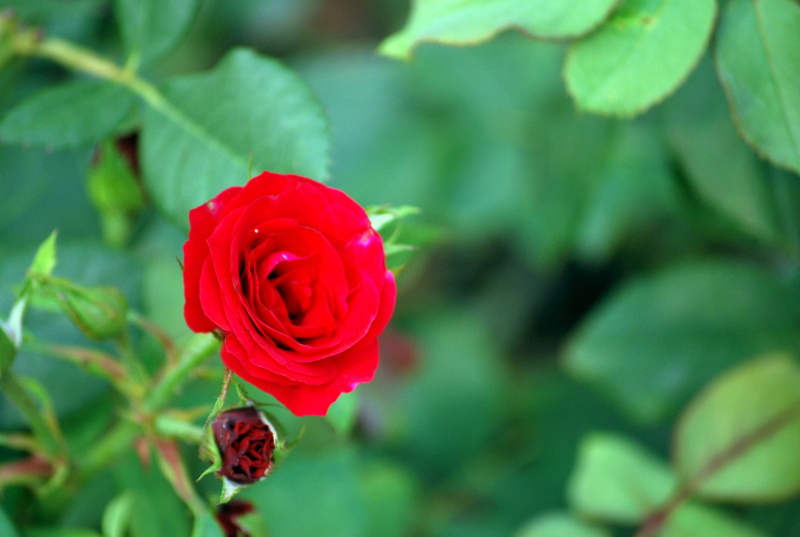 flowering plant, flower head, fragility, leaf, flower, no people, outdoors, petal, variety, beauty in nature, close-up, green color, growth, love, red