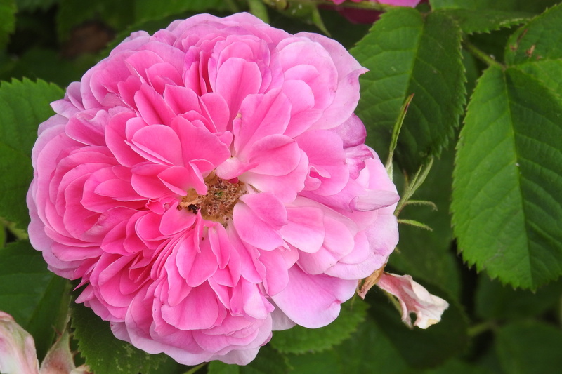 growth, flower, pink rose, plant part, vulnerability, pollen, plant, beauty in nature, close-up, focus on foreground, rose, bloom, flower head, 4K, freshness