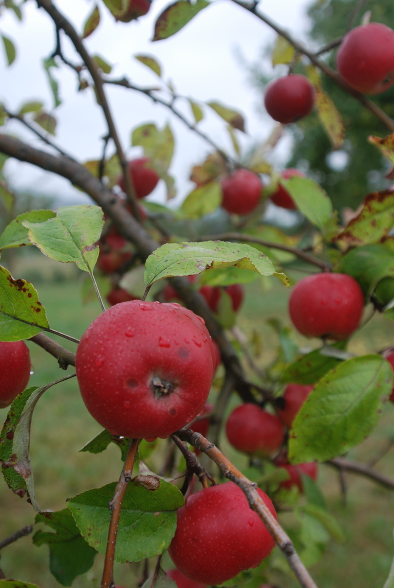 wellbeing, healthy eating, no people, ripe, apple variety, food, regional places, 4K, orchard, red, the swabian rose-apple, leaf, plant part, fruit, focus on foreground