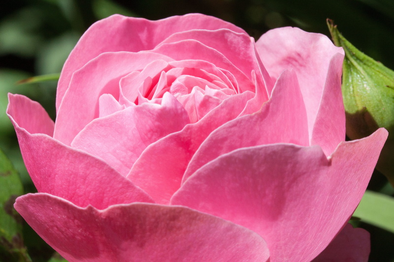 pink color, flower, rose - flower, flowering plant, beauty, green, summer, bloom, roses, no people, pink, beauty in nature, rose, growth, blossom, plant