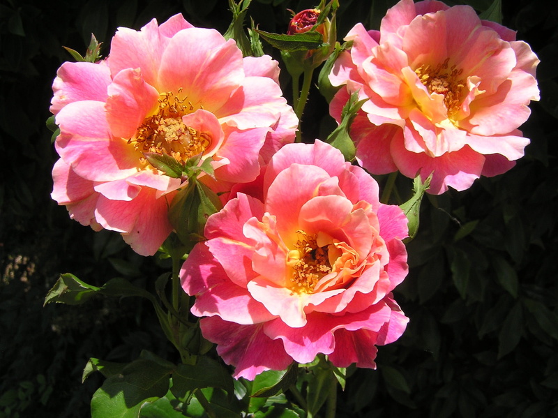 rose, flower head, animal wildlife, focus on foreground, vulnerability, Talisman, pollination, animals in the wild, close-up, freshness, 1080P, nature