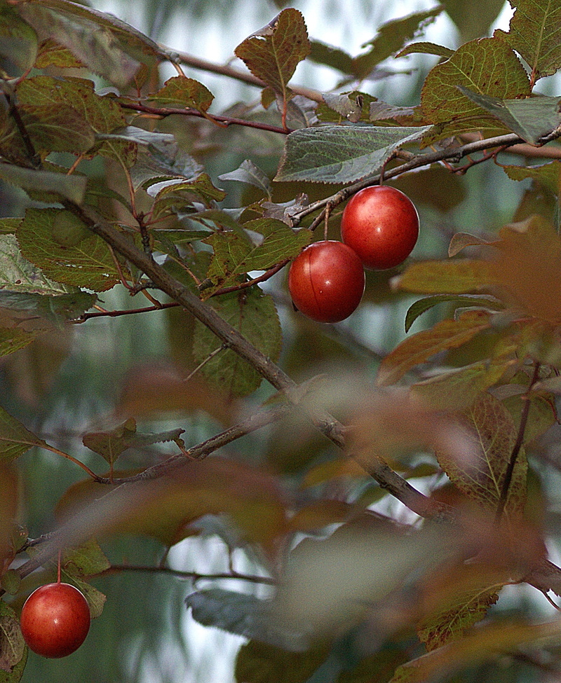 a collection of, the richness of, plant, close-up, the freshness, tradition, Fruit, plant part, foliage, sad, fruit growing, healthy, freshness, christmas ornament