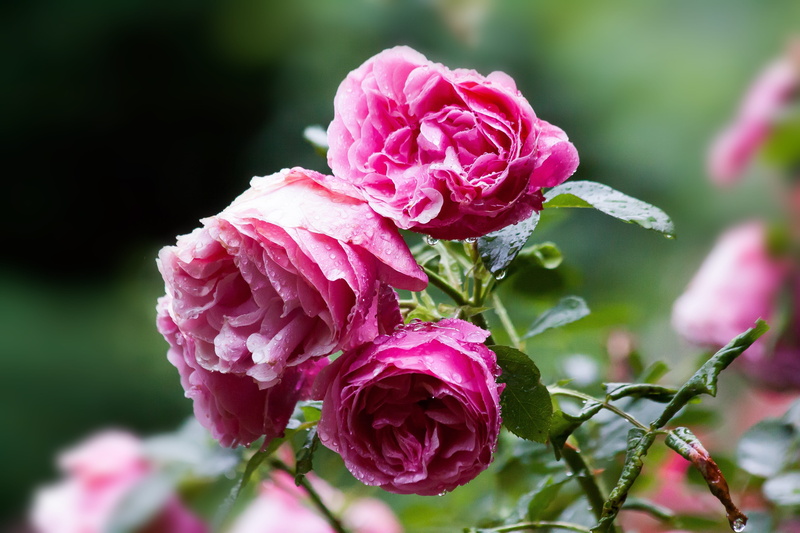 garden rose, beauty in nature, fragility, pink color, beauty, no people, focus on foreground, bloom, inflorescence, rose breeding, pink, petal, garden