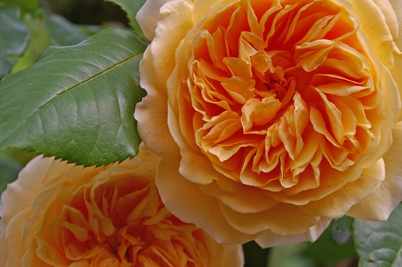 no people, petals, nature, scented rose, english rose, freshness, outdoors, rose, rank rose, inflorescence, plant, rose - flower, rank structure, crown princess margareta