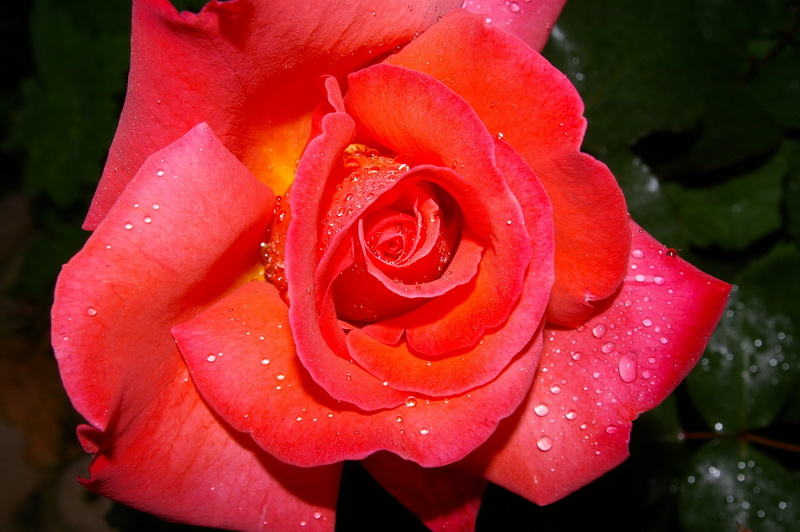 rose, inflorescence, no people, albrecht dürer, fragility, summer, raindrop, outdoors, softness, freshness, dew, petal, plant, beauty, rainy season, close