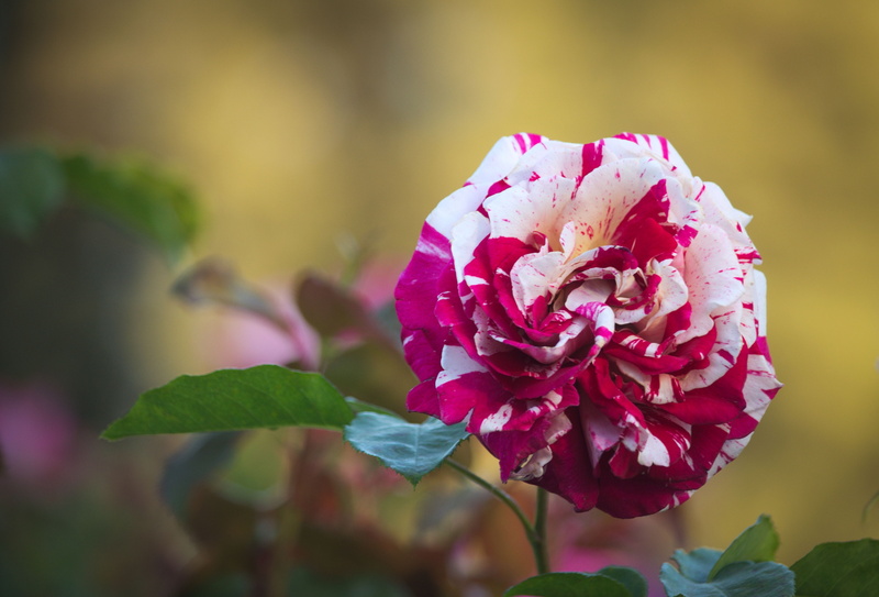 plant part, variety, pink color, fragility, nature, freshness, rose, petal, close-up, flower head, outdoors, focus on foreground, flowering plant, vulnerability