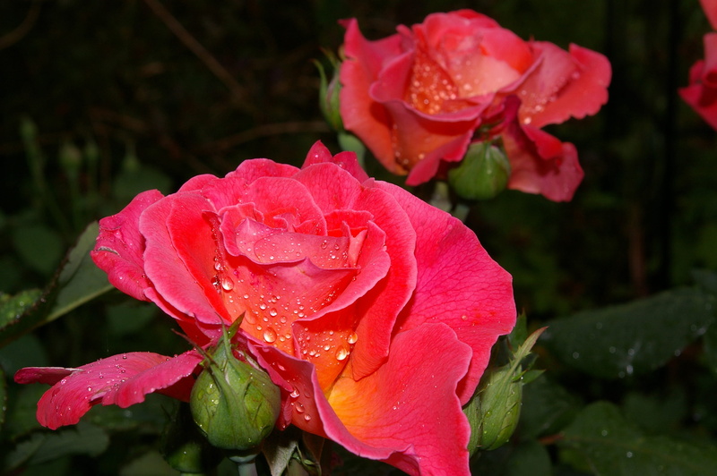beauty in nature, nature, springtime, drip, flower head, blossom, growth, close-up, close, summer, floribunda, vulnerability, freshness, wet, rose, water