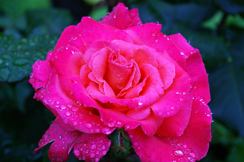 vulnerability, variety, drip, rose bloom, beauty, purple, bloom, rainy season, scented rose, rose breeding, rose - flower, thorns, leaves, springtime, fragrance
