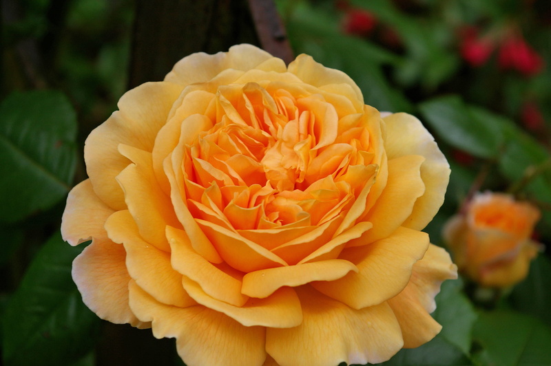 rank structure, English Rose, focus on foreground, flower head, rose variety, no people, scented rose, Rose, inflorescence, crown princess margareta, day
