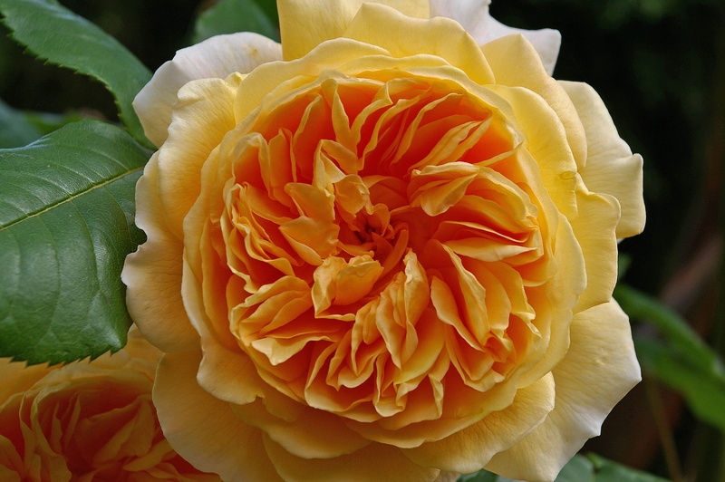 flower head, 2K, yellow, close-up, freshness, bloom, no people, garden, day, focus on foreground, inflorescence, petals, rose variety, Crown Princess Margareta
