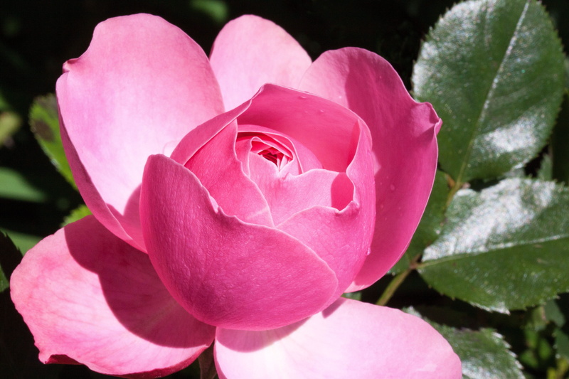 pink color, flowering plant, flowers, beauty, bloom, flower, vulnerability, pink, summer, growth, rose breeding, rose, flower head, variety, fragrance