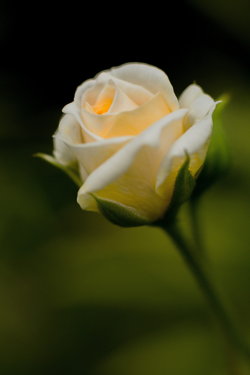 inflorescence, pink rose, selective, freshness, flower, flowering plant, photo, beauty in nature, plant, 5K, bush röschen, colorful, flower head, bloom