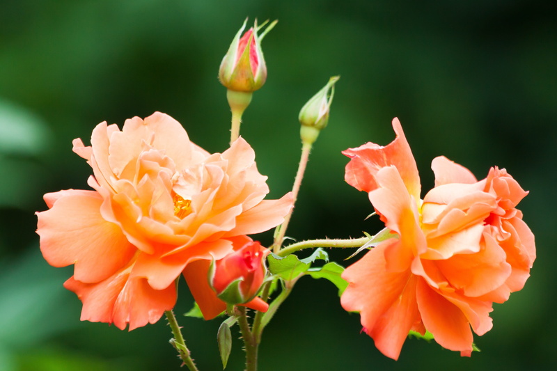 inflorescence, 4K, orange color, blossom, flowering plant, flower head, no people, closeup photography, focus on foreground, day, summer, petaled, fragility