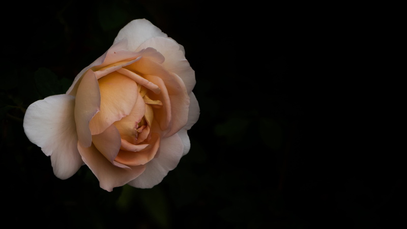 fragility, vulnerability, summer, sunlight, colorful, color, copy space, flowering plant, outdoors, variety, nature, close-up, beauty in nature, rose blooms