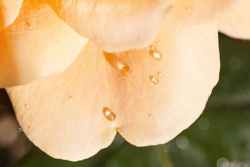 macro, bloom, growth, summer, focus on foreground, petal, flower head, plant, flowers, outdoors, close-up, drop, outer leaves, beauty in nature, roses