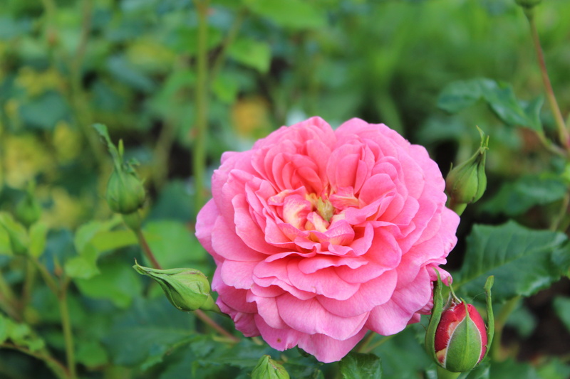 5K, bloom, rose, flowers, garden, green, romantic, fragility, sunlight, rose breeding, pink rose, plant part, pink color, peony, fragrance, plant, blossom