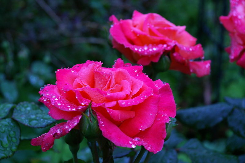 2K, freshness, springtime, rose - flower, blossom, wet, variety, outdoors, pink flower, thorns, bloom, rain, purity, nature, summer, drop, flower, growth