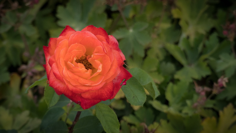 petal, rose bloom, summer, 4K, fragrance, flower, garden rose, plant, beauty in nature, rose, outdoors, plant part, bloom, beauty, flower head, sunlight
