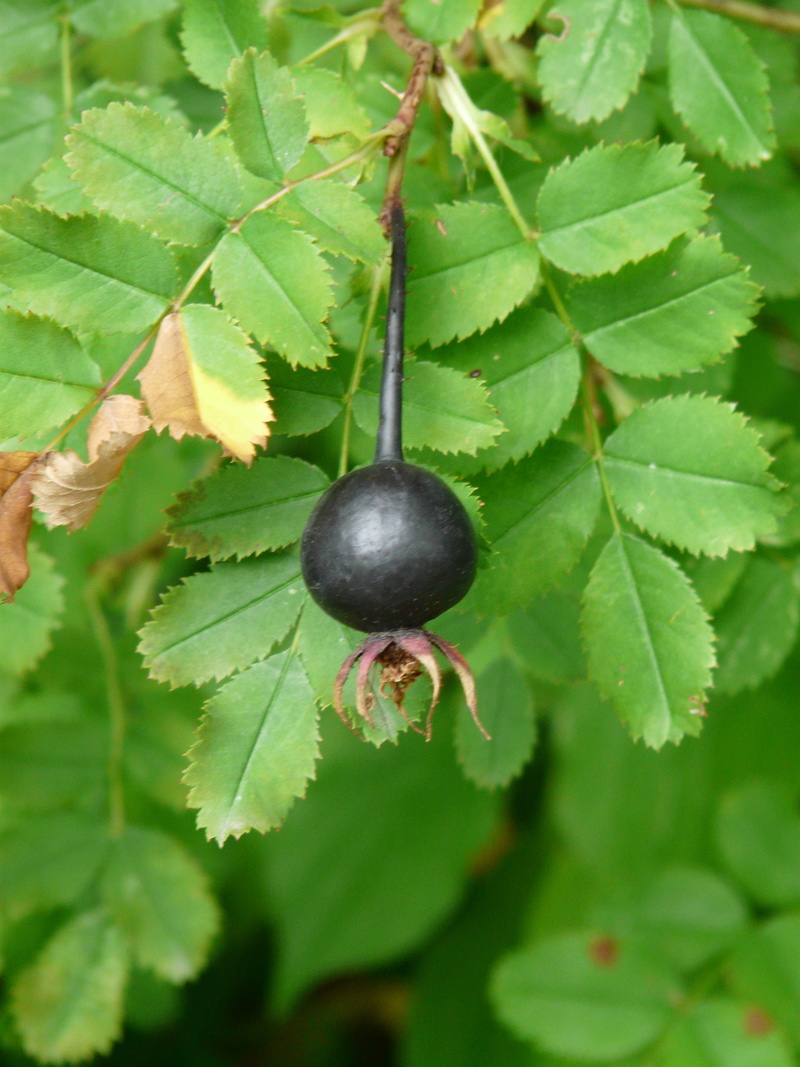 rosa spinosissima, wild character, food and drink, nature, outdoors, plant part, prickly rose, plant, 2K, no people, wellbeing, growth, rose hip, fruit