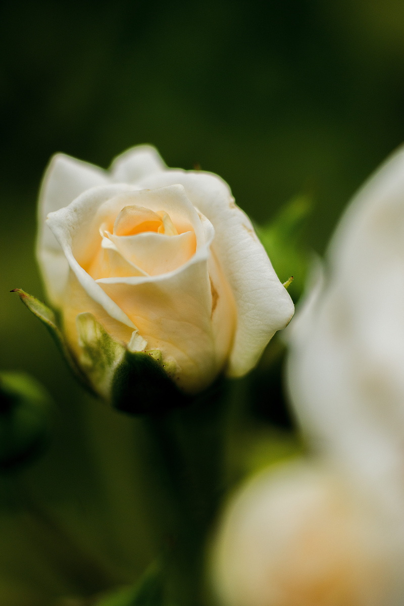 rose, orange, pink, flowering plant, growth, white color, pink rose, garden, inflorescence, petal, sunlight, flower head, variety, blossom, bloom, bud