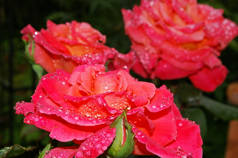 beauty, flowering plant, nature, dew, flower head, flower, rose bloom, romantic, water, petal, plant, outdoors, garden, floribunda, beauty in nature, inflorescence