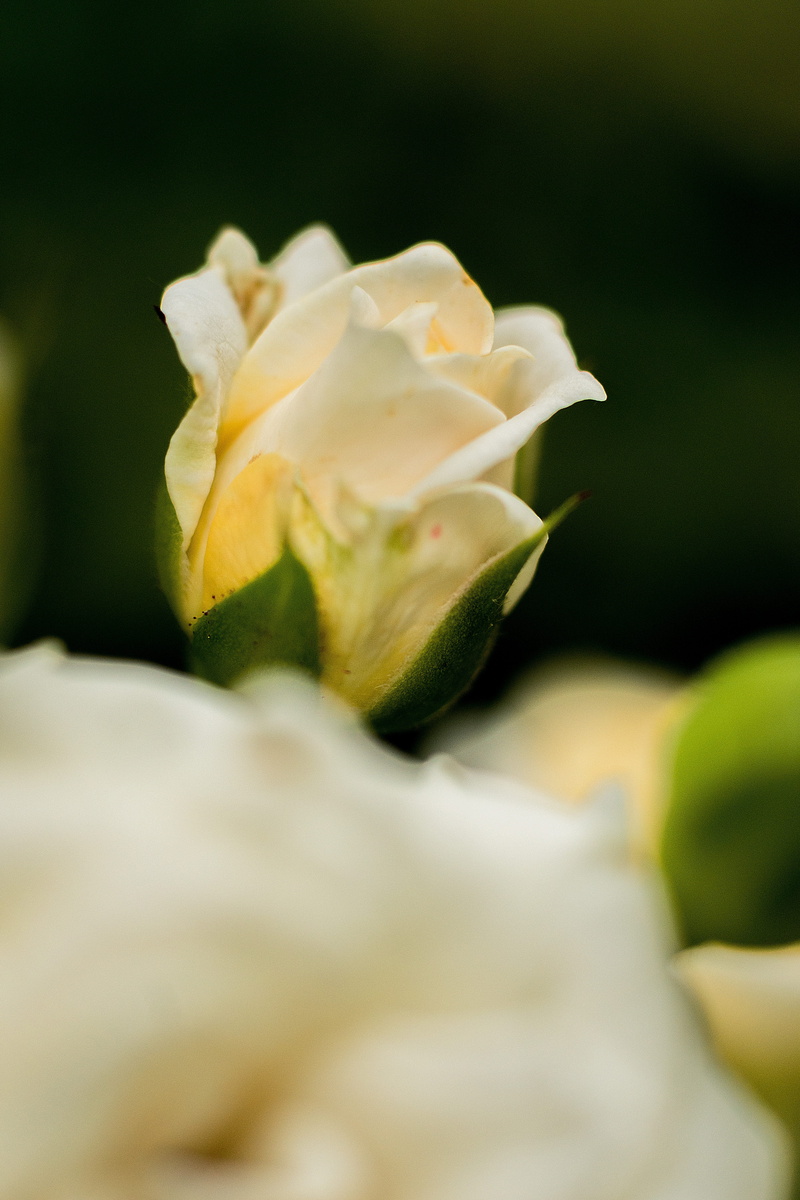 purity, vulnerability, color, green, orange, flower, variety, nature, pink, plant, fragility, pink rose, rose breeding, beauty in nature, bloom, rose blooms