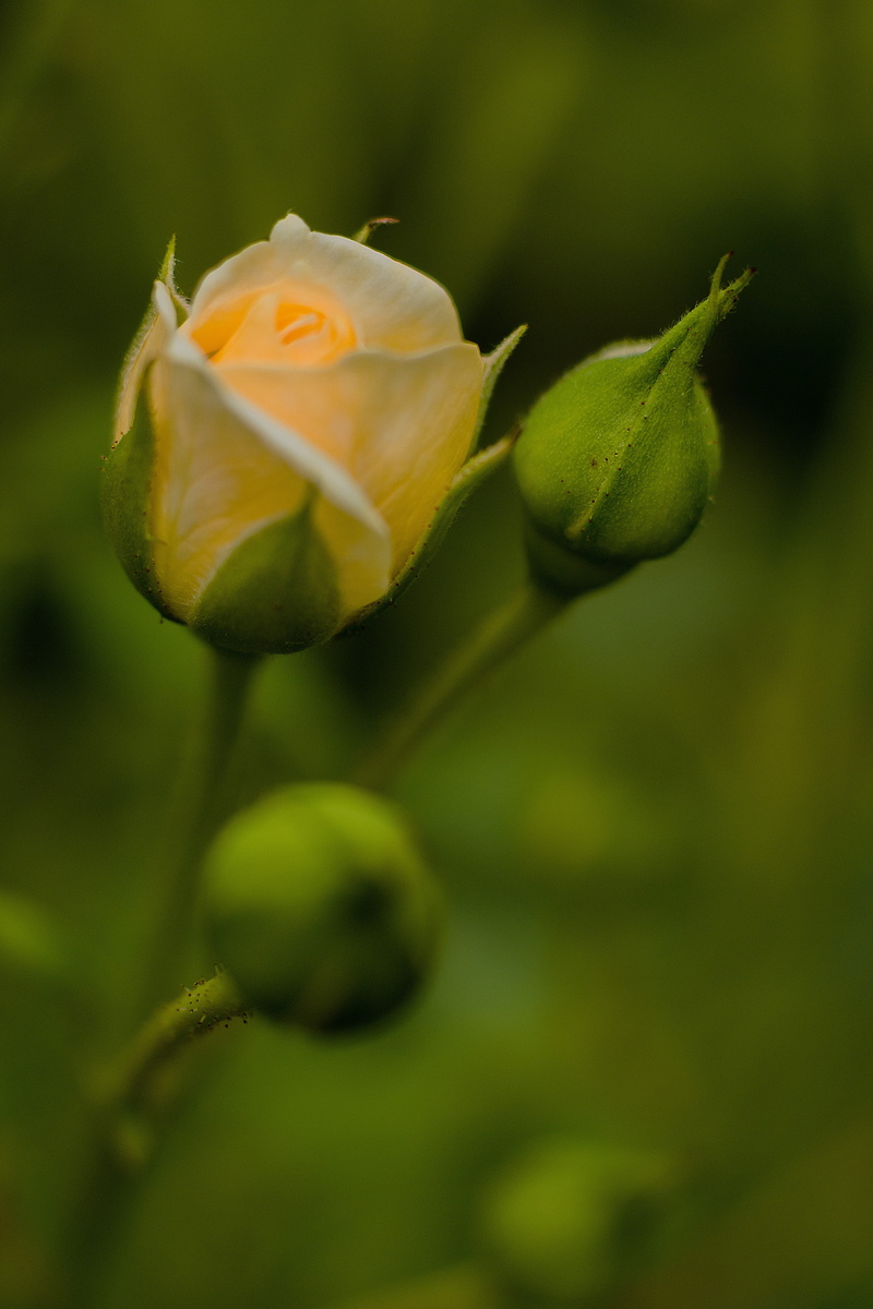 way of the roses, green, orange, bush röschen, rose breeding, garden, fragility, inflorescence, petal, blossom, romantic, outdoors, flowering plant, purity