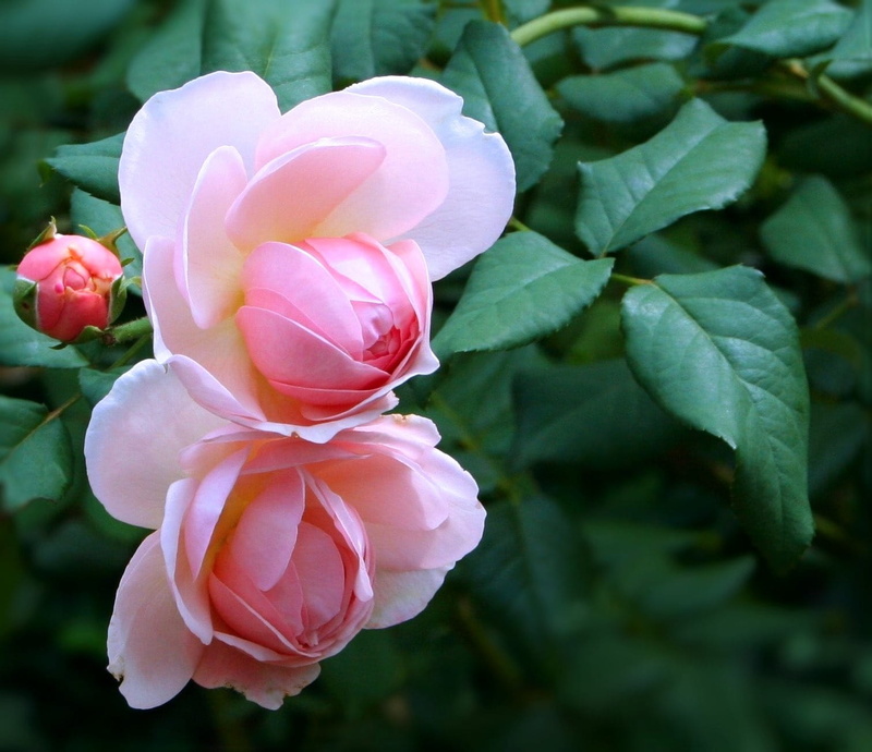 Flower, Pink, variety, flora, Roses, rose, petal, bloom, fragility, inflorescence, flowering plant, blossom, focus on foreground, plant, old world roses