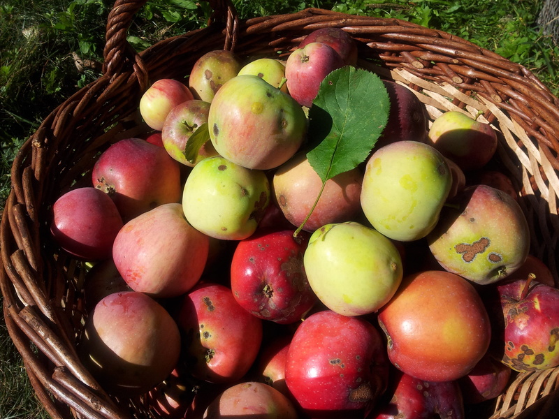 red apple, wicker, old apfelsorte, high angle view, basket, apple, food and drink, large group of objects, simmental, apple basket, apple variety, fruit