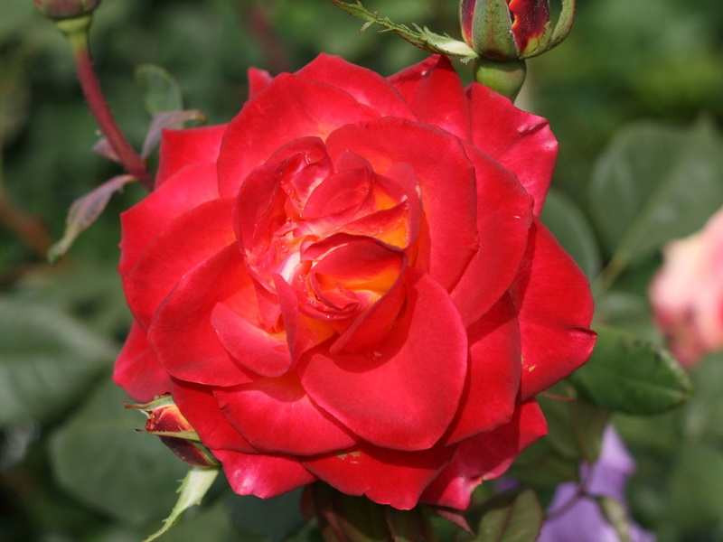 rose - flower, vulnerability, perennial, inflorescence, floral, aroma, rose, orange, 720P, flowering plant, delicate, plant, seasonal, bush, bloom, romance