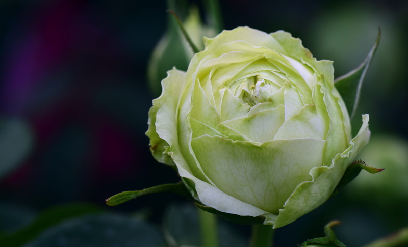 old variety, blossom, inflorescence, petal, beautiful, leaf, closed, old rose variety, rose, bloom, love, flowering plant, plant, give, white rose, bud