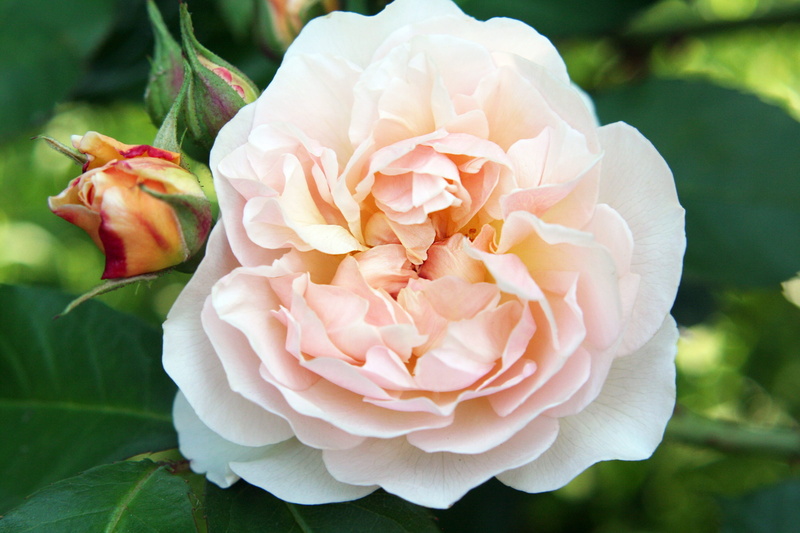 nature, english, beauty in nature, focus on foreground, no people, peony, English, flower head, garden, plant, leaf, fragility, outdoors, inflorescence