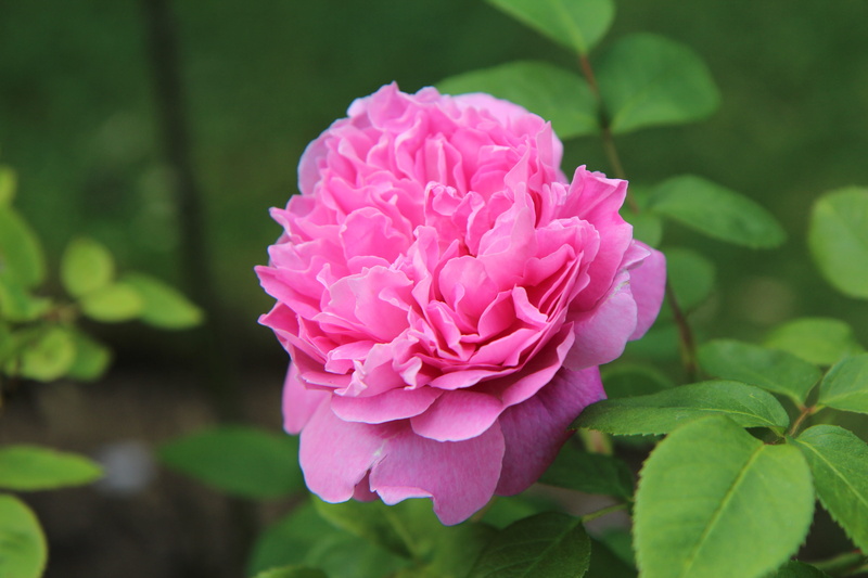 leaf, pink rose, beauty in nature, fragility, plant, rosebush, vulnerability, pink color, 5K, no people, day, nature, flowering plant, close-up, green color