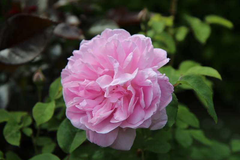 leaf, day, petal, vulnerability, springtime, plant, freshness, pink rose, pink, flower head, no people, flowering plant, growth, plant part, rosebush, inflorescence