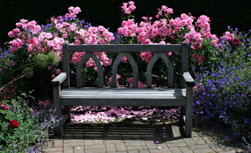 Rose Bush, Pink Flower, English Garden, Garden, Flower, Rose, Bench, 1080P, Man Made, Colorful, Bush
