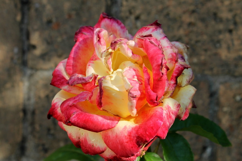 1080P, outdoors, fragrance, plant, flower, freshness, day, pink, beauty in nature, pollen, nature, garden rose, bloom, pink color, blossom, flowering plant